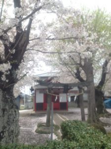 桜