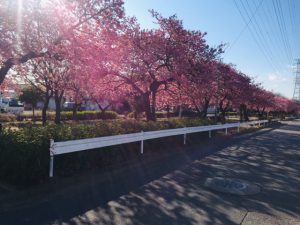 桜満開