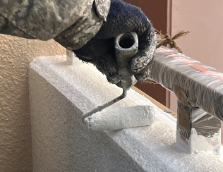 施工中画像：伊平真宏